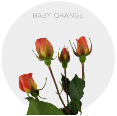 Box Spray Orange Babe Roses 40-60 cm (100 St)