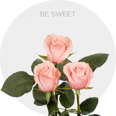 Box Pink Be Sweet 70 cm (150 St)