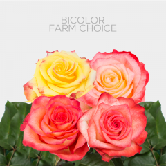 Bicolor Farm Choice 50 cm (25 St bunch)