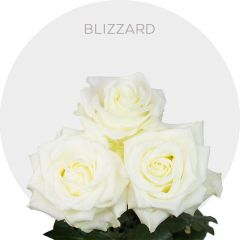 Blizzard Roses