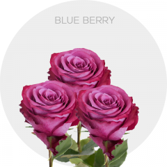 Box Blue Berry 50 cm (100 St)