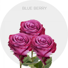 Box Blue Berry 50 cm (100 St)