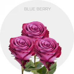 Blueberry
