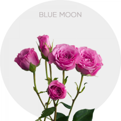 Box Spray Blue Moon Roses 40-60 cm (100 St)