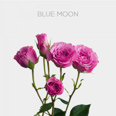 Spray Blue Moon Roses 40-60 cm (10 St bunch)