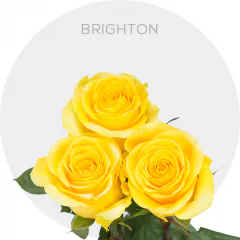 Brighton