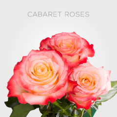 Box Bicolor Cabaret Roses 60 cm (100 St)