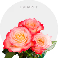 Cabaret (Bicolor Roses) 