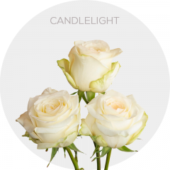 Candlelight Roses