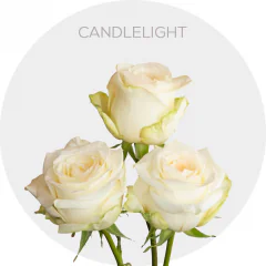 Candlelight (Garden Roses)
