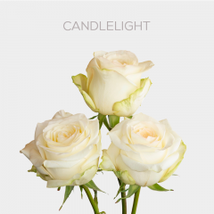 Cream Box Candlelight Roses 60 cm (100 St)