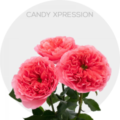 Pink Candy Xpression Garden Roses 40-60 cm