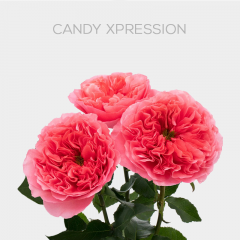 Box Pink Candy Xpression 40 cm (125 St)