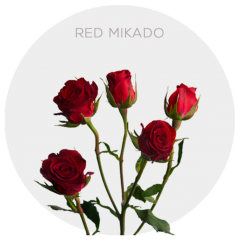 Box Spray Red Mikado 40 cm (100 St)