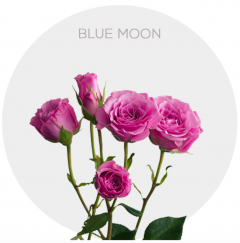 Box Lavender Spray Blue Moon 40-60 cm (100 St)