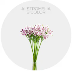 Alstroemeria Bicolor Lavender/White
