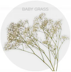 Baby Breath Xlence