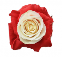 Tinted Reds Marshmellow 50 cm