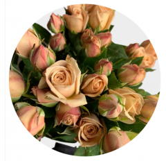 Spray Peach Chocolate 40-60 cm