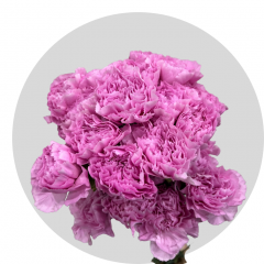 Flowers Lavender Carnations