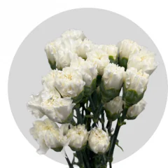 Carnations White (250 St)
