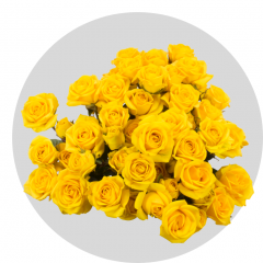 Yellow Baby Spray Roses 40-60 cm