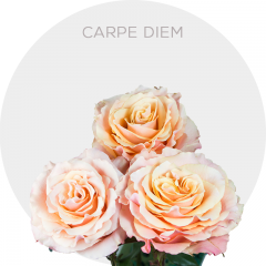 Peach Carpe Diem Roses 40-60 cm