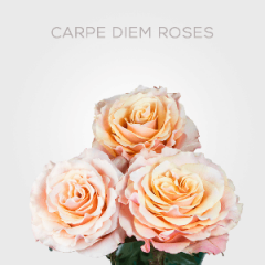 Box Peach Carpe Diem Roses 60 cm (100 St)