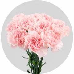 Carnations Light Pink (250 St)
