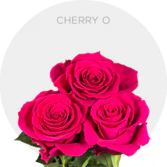 Cherry Oh! 