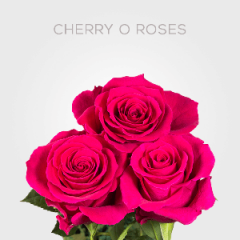 Hot Pink Cherry Oh! Roses 60 cm (25 St bunch)