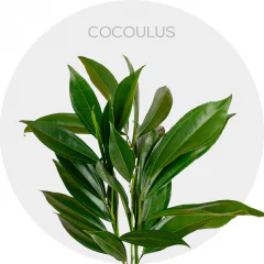 Cocculus (200 St)