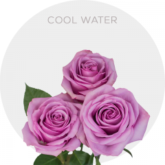 Cool Water Roses