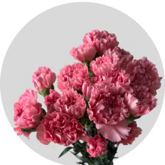 Carnations Hot Pink (250 St)