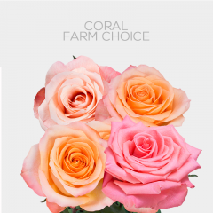 Coral Roses Farm Choice 50 cm (25 St bunch)