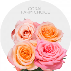 Box Assorted Coral Roses 50 cm (100 St)