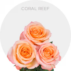 Coral Reef