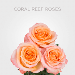 Box Coral Reef Roses 40 cm (125 St)