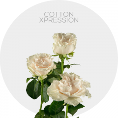 Box White Cotton X-pression 40 cm (125 St)