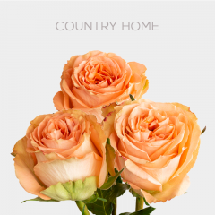 Garden Peach Country Home Roses 70 cm (25 St bunch)