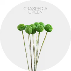 Craspedia Tinted Green