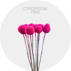Craspedia Tinted Pink
