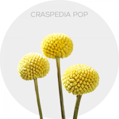 Flowers Yellow Craspedia Pop 70-80 cm