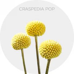 Craspedia Pop