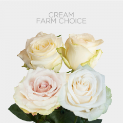 Cream Farm Choice 50 cm (25 St bunch)
