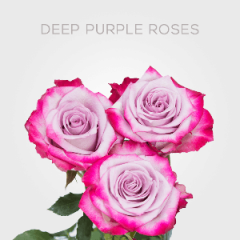 Box Deep Purple 40 cm (125 St)