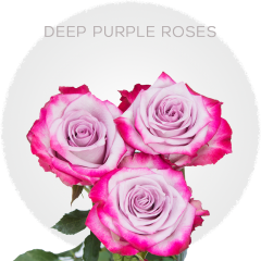 Lavender Deep Purple Roses 40-70 cm