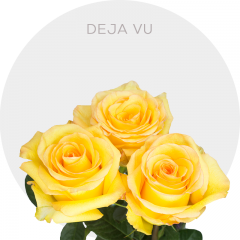 Yellow Deja Vu 40-50 cm