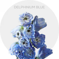 Delphinium Skyblue 