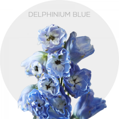 Box Flowers Delphinium Skyblue (90 st)